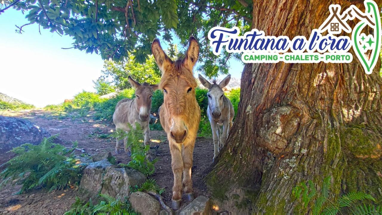 Funtana A L'Ora Otel Porto  Dış mekan fotoğraf